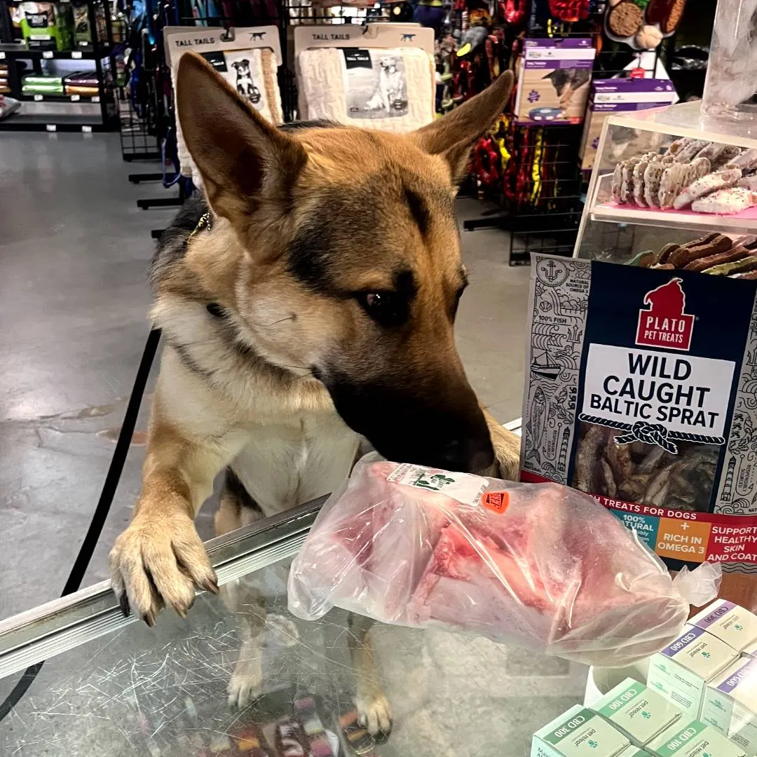 Dog at the counter
