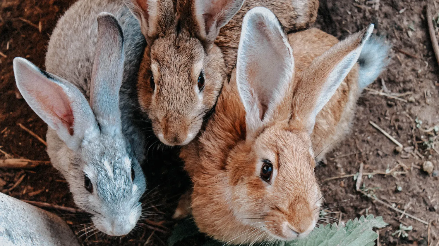 cute rabbits